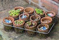 A collection of young Echeveria plants in terracotta pots.