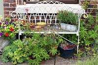 A metal bench and containers planted with Petunia, Verbena, Geranium, Argyranthemum and Sempervivum succulents.