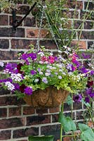 A colourful hanging basket planted with Brachyscome, Fuchsia and trailing Verbena.