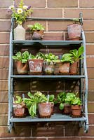Shelves displaying a collection of Primula auricula.