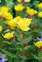 Oenothera biennis, evening primrose, a perennial that flowers from June to September.