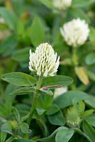 Trifolium repens, white clover, a low growing perennial with white flowers.