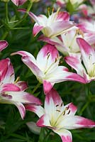Lilium 'Lollipop', a perennial Asiatic Lily with white and deep pink flowers.
