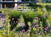 High grasses and verbena in a modern garden 