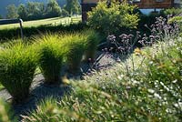 high grasses and verbena in natural garden 