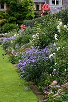 The Holly Hedge Border and lawn. Planted with  Rosa 'Iceberg', Aster x frikartii 'Monch' and  Rosa 'Fred Loads'.