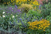 The Blue and Yellow Border planted with Dahlia 'Shooting Star', Rudbeckia 'Goldsturm', Clematis heracleifolia 'Cassandra', Verbena bonariensis and Achillea 'Anthea'.