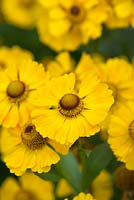 Helenium 'Zimbelstern'. A perennial sneezeweed producing large yellow flowers from mid summer to autumn.