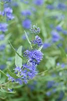 Caryopteris clandonensis 'Heavenly Blue', a small compact shrub producing blue flowers in late summer and early autumn.