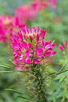 Cleome hassleriana 'Rose Queen',flowers from mid summer to early autumn.