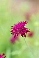 Knautia macedonica, scabious, a wayward perennial loved by bees and butterflies.