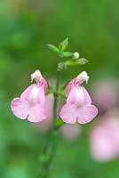 Salvia greggii 'Pink Blush', a baby sage with a compact bushy habit producing pink flowers in late summer to early autumn.