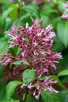 Fuchsia paniculata, an evergreen shrub with large lance-shaped leaves and panicles of small, rosy-purple flowers.