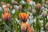 Tulipa 'Orange Princess' with Puschkinia libanotica