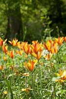 Tulipa clusiana var. chrysantha 'Tubergen's Gem'