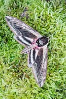 Sphinx ligustri - Privet Hawk Moth
