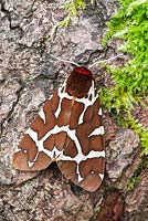 Arctia caja - Garden Tiger Moth