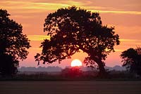 Quercus robur, sunset over Farmland with two Oak trees