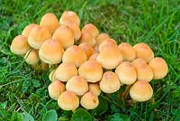 Hypholoma fasciculare - Sulphur Tuft Fungi in Lawn