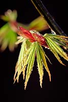 Acer palmatum 'Trompenburg' - Emerging Leaves