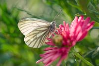 Pieris napi - Green-veined White butterfly on marguerite daisy flowers