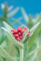 Helichrysum amorginum 'Ruby Cluster'