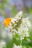 Anthocharis cardamines - Orange Tip butterfly on Cow Parsley flowers