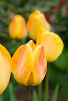 Tulipa 'Orange Lion'