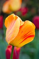 Tulipa 'Orange Lion'