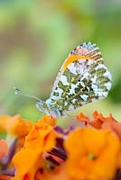 Anthocharis cardamines - Orange Tip butterfly on Erysimum 'Apricot Delight' flowers