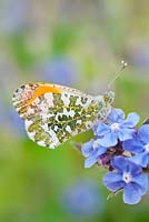 Anthocharis cardamines - Orange Tip butterfly on Forget-me-not flowers