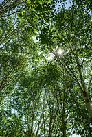 Betula utilis 'Jacquemonti' - sun starburst through leaves