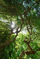 Salix matsudana 'Tortuosa' - Sun shining through Contorted Willow