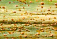 Puccinia allii - Leek rust on garlic leaves
