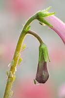 Greenfly on Streptocarpus flower stem