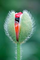Papaver commutatum - Ladybird Poppy Bud