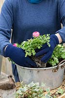 Step 5. Plant pink and white Ranunculus - Persian Buttercup. Planting an old aluminium preserving pan in early spring. 