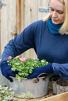 Step 5. Plant Ranunculus - pink and white Persian Buttercup. Planting an old aluminium preserving pan in early spring. 
