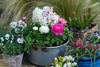 Hyacinthus orientalis 'White Pearl' and 'Apricot Passion, Ranunculus 'Magic Mixed' - Persian buttercup.