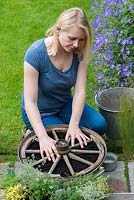 Step 5. Lay out the different varieties of Thyme on the wheel.: Place the salvaged wheel on top of the compost. Planting a thyme wheel in a container step by step. 