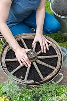 Step 5. Lay out the different varieties of Thyme on the wheel. Place the salvaged wheel on top of the compost. Planting a thyme wheel in a container step by step. 