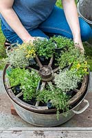 Step 6. Lay out the different varieties of Thyme on the wheel. Planting a thyme wheel in a container step by step. 