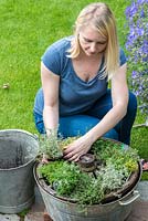 Planting a thyme wheel in a container step by step. Step 11: Plant 'Silver Posie' thyme in the last remaining gap between the spokes.