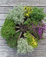 Completed Thyme Wheel, five weeks after planting with - clockwise from pink flowered - 'Creeping Red' thyme, 'Doone Valley', 'Silver Posie', 'Russettings', common thyme, pine-scented thyme, 'Silver Posie', golden thyme and lemon thyme.