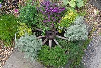 Completed Thyme Wheel, five weeks after planting with - clockwise from pink flowered 'Creeping Red' thyme, 'Doone Valley', 'Silver Posie', 'Russettings', common thyme, pine-scented thyme, 'Silver Posie', golden thyme and lemon thyme.