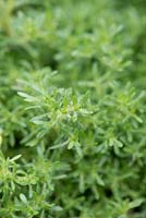 Thymus 'Pinewood', pine-scented thyme, an evergreen shrub that forms low growing mounds of tiny leaves that smell of pine.