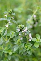 Thymus x citriodorus, lemon scented thyme, a low growing evergreen shrub with tiny green leaves smelling of lemon, and lilac coloured flowers in summer.