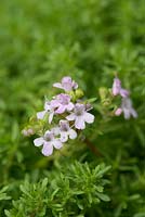 Thymus 'Pinewood', pine-scented thyme, an evergreen shrub that forms low growing mounds of tiny  leaves that smell of pine, and small pink flowers in summer.