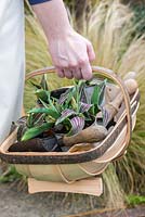 Planting a late spring hanging basket with Tulipa 'Red Riding Hood' and herbs: sweet woodruff, oregano, variegated origano, chives, Indian mint.