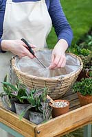 Planting a late spring hanging basket with Tulips and herbs. Pierce the lining so the basket drains freely.